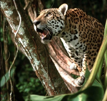 Jaguar: safari destination for people...