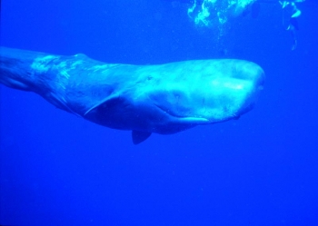 Sperm whale: has the largest brain of all animals in earth