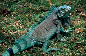 ... paradise: Iguana on Ilet Chancel, Martinique