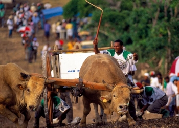 Bull race: sports...