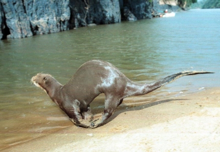 Karanambu Lodge: giant otter at the beach in front of the lodge