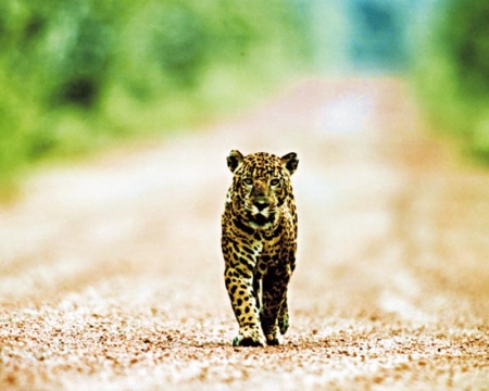 Iwokrama Lodge: jaguar on the road near thelodge
