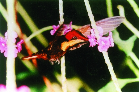 The Carib Indians called Trinidad the island of the hummingbirds