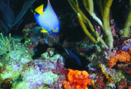 Colouful reefs