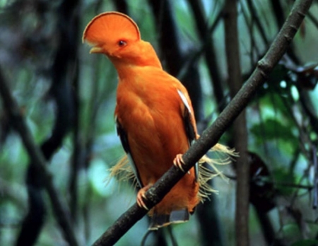 Cock of the Rock: one of the bird species of Guyana